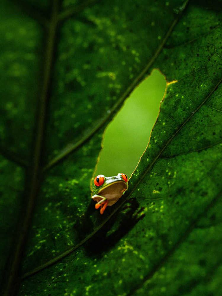 Costa Rica frog